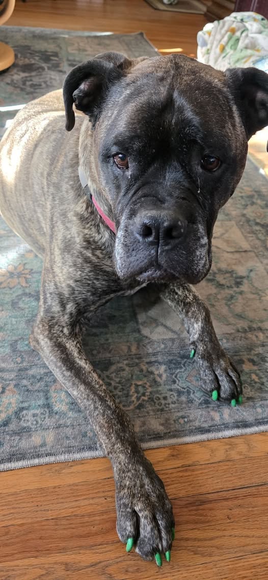 Ripley, with painted nails